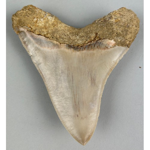 250 - A MEGALODON SHARK TOOTH FOSSIL,

11cm x 9.5cm 

Tooth from the extinct Megalodon Shark.
From Java, I... 