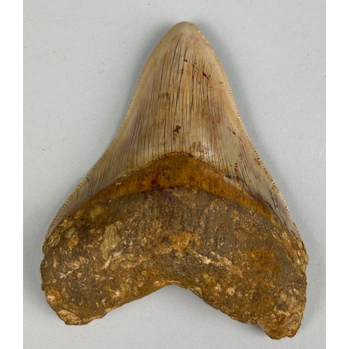 251 - A MEGALODON SHARK TOOTH FOSSIL,

11cm x 9cm 

Tooth from the extinct Megalodon Shark.
From Java, Ind... 