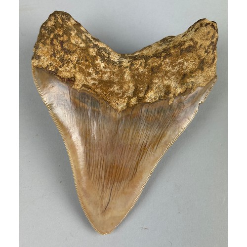 251 - A MEGALODON SHARK TOOTH FOSSIL,

11cm x 9cm 

Tooth from the extinct Megalodon Shark.
From Java, Ind... 