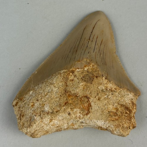 252 - A MEGALODON SHARK TOOTH FOSSIL,

6.5cm x 5.5cm 

Tooth from the extinct Megalodon Shark.
From Java, ... 