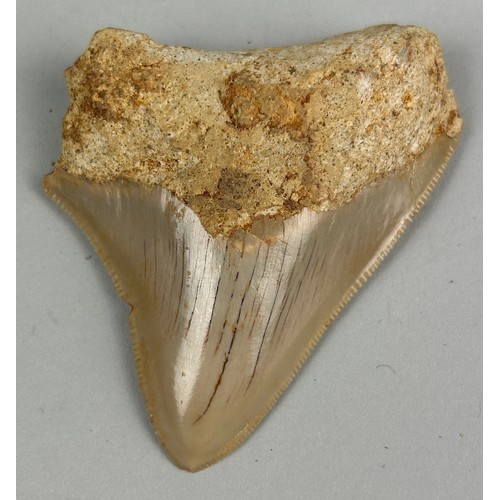 252 - A MEGALODON SHARK TOOTH FOSSIL,

6.5cm x 5.5cm 

Tooth from the extinct Megalodon Shark.
From Java, ... 