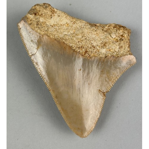 252 - A MEGALODON SHARK TOOTH FOSSIL,

6.5cm x 5.5cm 

Tooth from the extinct Megalodon Shark.
From Java, ... 