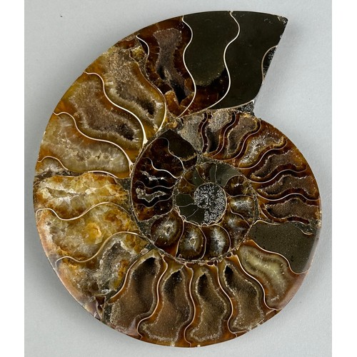 264 - A POLISHED AMMONITE FOSSIL,

15cm x 12cm 


A polished Cleoniceras Ammonite from Madagascar.
Cretace... 