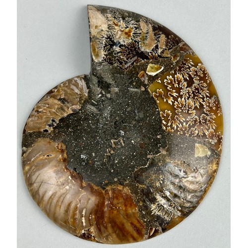 264 - A POLISHED AMMONITE FOSSIL,

15cm x 12cm 


A polished Cleoniceras Ammonite from Madagascar.
Cretace... 