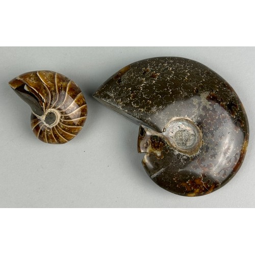 254 - A POLISHED CLEONICERAS AMMONITE AND CENOCERAS NAUTILOID FROM MADAGASCAR, 

9cm W
5cm W

Cretaceous, ... 