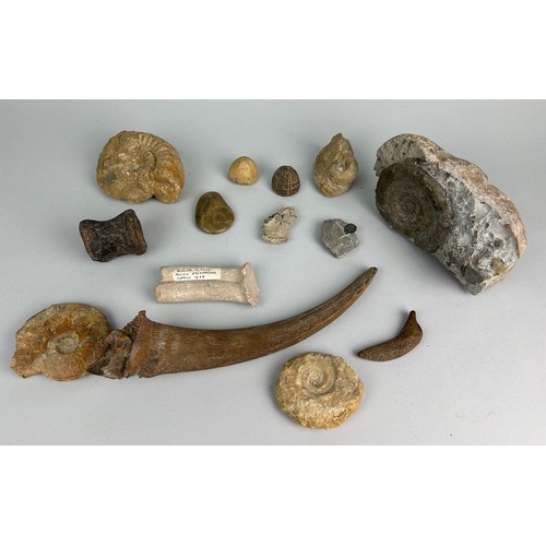 245 - A COLLECTION OF FOSSILS TO INCLUDE AN EXTINCT PLEISTOCENE BISON HORN, TRILOBITE, CRAB, AMMONITES AND... 