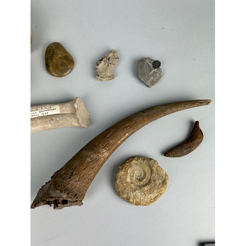 245 - A COLLECTION OF FOSSILS TO INCLUDE AN EXTINCT PLEISTOCENE BISON HORN, TRILOBITE, CRAB, AMMONITES AND... 