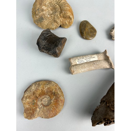 245 - A COLLECTION OF FOSSILS TO INCLUDE AN EXTINCT PLEISTOCENE BISON HORN, TRILOBITE, CRAB, AMMONITES AND... 