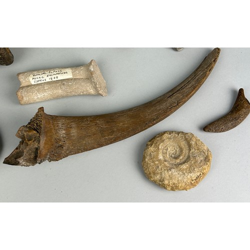 245 - A COLLECTION OF FOSSILS TO INCLUDE AN EXTINCT PLEISTOCENE BISON HORN, TRILOBITE, CRAB, AMMONITES AND... 