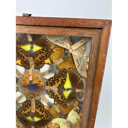 406 - A VICTORIAN CASED BUTTERFLY COLLECTION, 

Case 25cm x 25cm 8cm