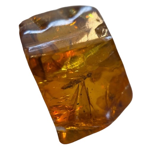 268 - A WINGED INSECT FOSSIL IN AMBER 

From Chiapas, Mexico. Circa 23-28 million years old.