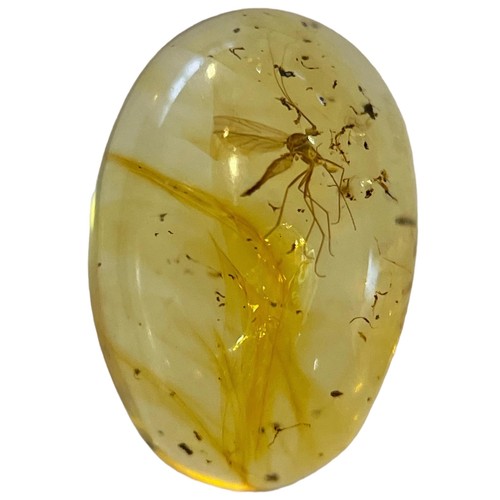 270 - A MOSQUITO FOSSIL IN DINOSAUR AGED AMBER

A mosquito in dinosaur-aged Burmese amber. From the mines ... 