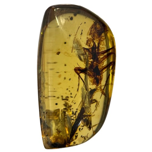 272 - LARGE CRICKET FOSSIL IN DINOSAUR AGED AMBER

From the Amber mines of Kachin, Myanmar. Cretaceous cir... 