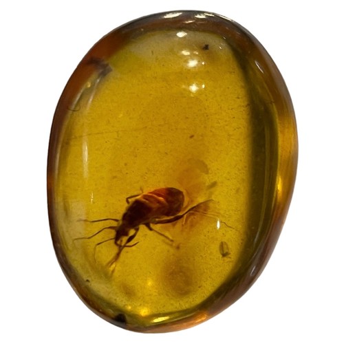 274 - A BEETLE FOSSIL IN DINOSAUR AGED AMBER

From the Amber mines of Kachin, Myanmar. Cretaceous circa 10... 