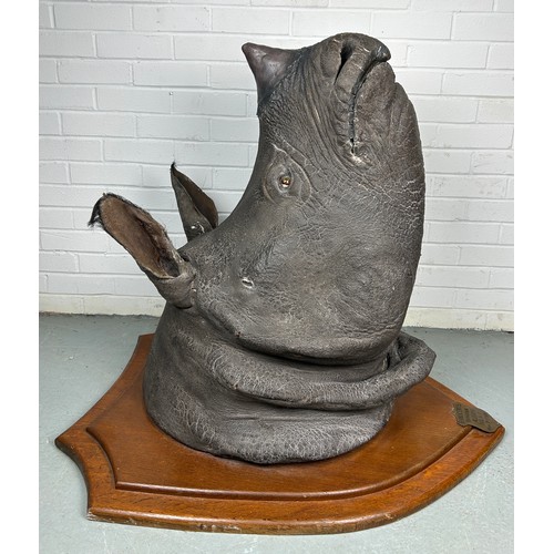 247 - AN EARLY 20TH CENTURY TAXIDERMY RHINO HEAD MOUNTED ON A SHIELD AND DATED 1901 WITH (RESIN HORN) FROM...