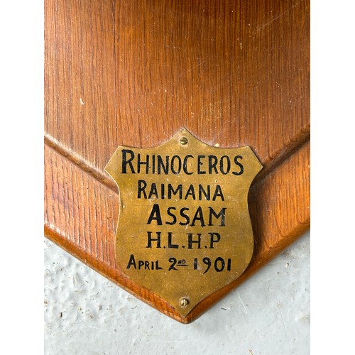 247 - AN EARLY 20TH CENTURY TAXIDERMY RHINO HEAD MOUNTED ON A SHIELD AND DATED 1901 WITH (RESIN HORN) FROM... 