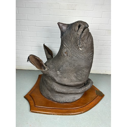 247 - AN EARLY 20TH CENTURY TAXIDERMY RHINO HEAD MOUNTED ON A SHIELD AND DATED 1901 WITH (RESIN HORN) FROM... 