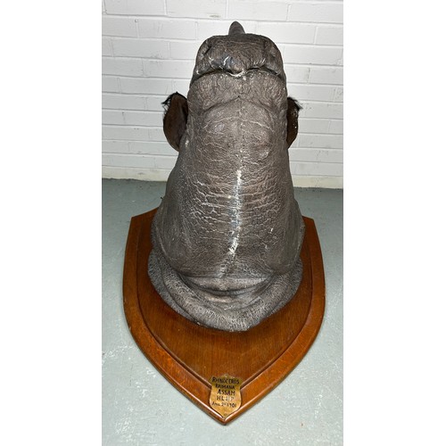 247 - AN EARLY 20TH CENTURY TAXIDERMY RHINO HEAD MOUNTED ON A SHIELD AND DATED 1901 WITH (RESIN HORN) FROM... 