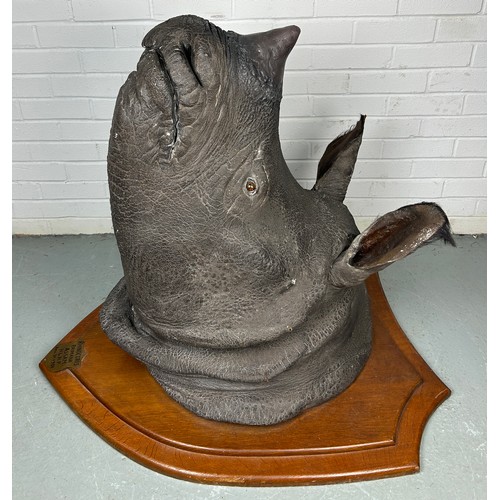 247 - AN EARLY 20TH CENTURY TAXIDERMY RHINO HEAD MOUNTED ON A SHIELD AND DATED 1901 WITH (RESIN HORN) FROM... 