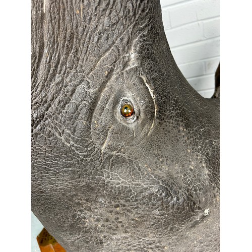 247 - AN EARLY 20TH CENTURY TAXIDERMY RHINO HEAD MOUNTED ON A SHIELD AND DATED 1901 WITH (RESIN HORN) FROM... 