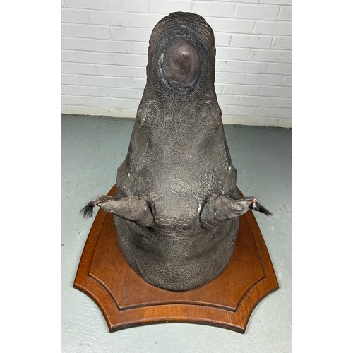 247 - AN EARLY 20TH CENTURY TAXIDERMY RHINO HEAD MOUNTED ON A SHIELD AND DATED 1901 WITH (RESIN HORN) FROM... 