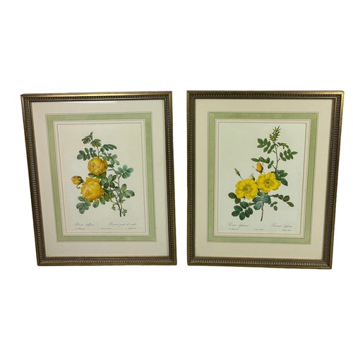 465 - A PAIR OF COLOURED BOTANICAL PRINTS,

36cm x 26cm. 

Mounted in frames and glazed.