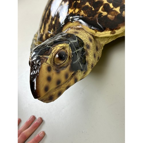 521 - A PAINTED SCULPTURAL MODEL OF A SEA TURTLE, 

90cm x 55cm