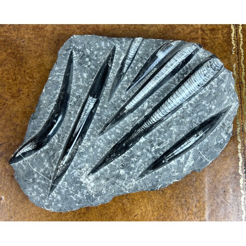 379 - A DECORATIVE ORTHOCERAS GREY FOSSIL DISPLAY IN MATRIX, 

32cm x 24cm