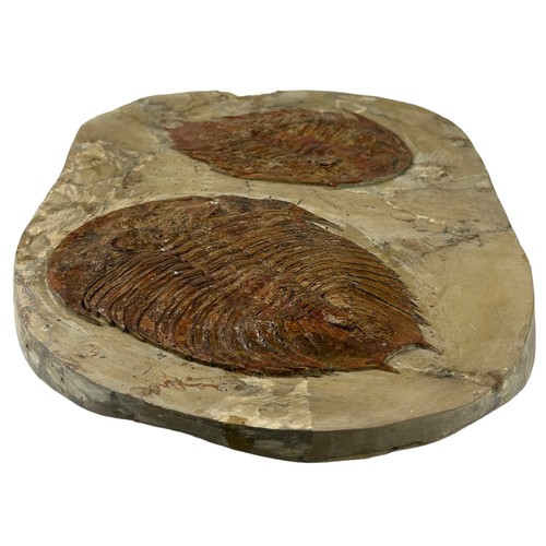 370 - A FOSSSILISED PAIR OF TRILOBITES (DIKELOLEPHALINA BRENCHLEYI) 

48cm x 30cm x 4cm