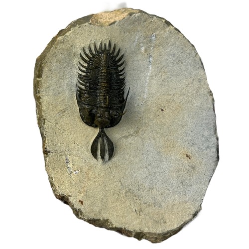 371 - A FOSSILISED TRILOBITE (WALLISEROPS),

Lower-middle Devonian 

9cm x 7cm