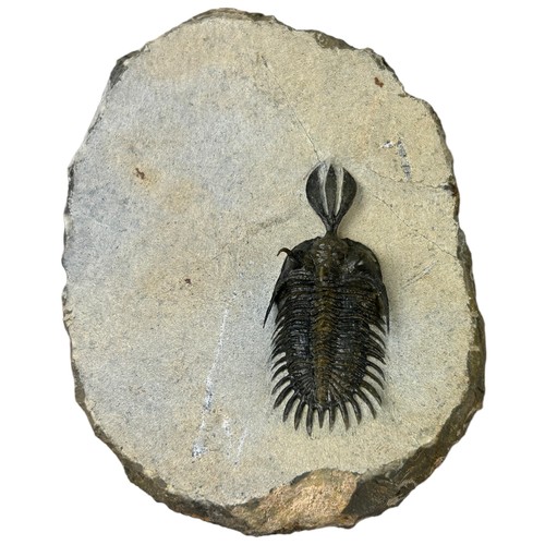 371 - A FOSSILISED TRILOBITE (WALLISEROPS),

Lower-middle Devonian 

9cm x 7cm