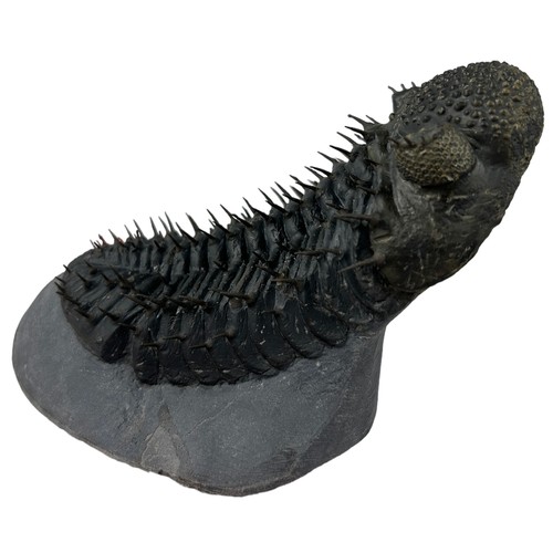 378 - A LARGE TRILOBITE (DROTOPS ARMATUS),

Eifelian to Mid Devonian.

13cm x 9cm x 9cm