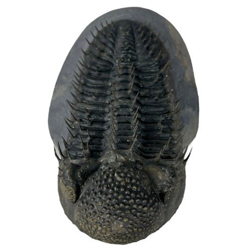 378 - A LARGE TRILOBITE (DROTOPS ARMATUS),

Eifelian to Mid Devonian.

13cm x 9cm x 9cm