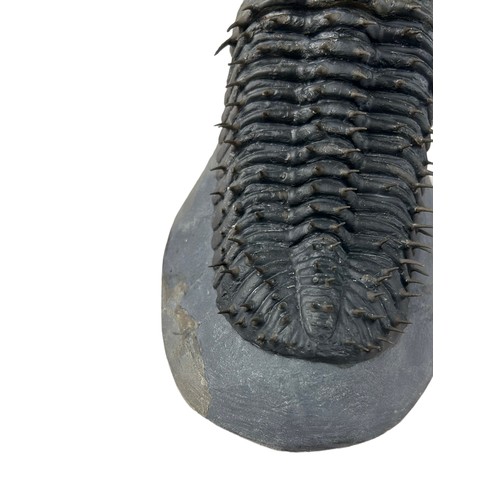 378 - A LARGE TRILOBITE (DROTOPS ARMATUS),

Eifelian to Mid Devonian.

13cm x 9cm x 9cm