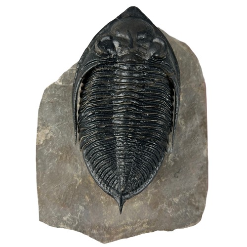 375 - A FOSSILISED TRILOBITE (ZLICHOVASPIS ODONTOCHILE),

Devonian circa 414-391 million years old. 

10cm... 