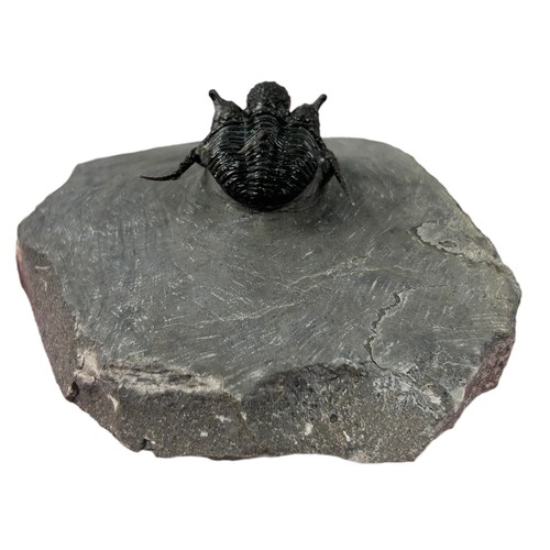 372 - A FOSSILISED TRILOBITE (CYPHASPIS DEVONIAN),

Morocco. 

8cm x 8cm 4.5cm