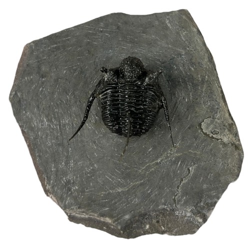 372 - A FOSSILISED TRILOBITE (CYPHASPIS DEVONIAN),

Morocco. 

8cm x 8cm 4.5cm