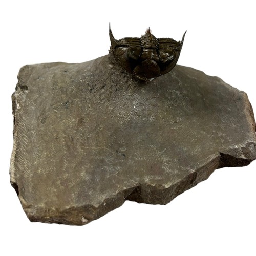 373 - A FOSSILISED TRILOBITE (ERBENOCHILE),

7.3cm x 7cm x 3.5cm