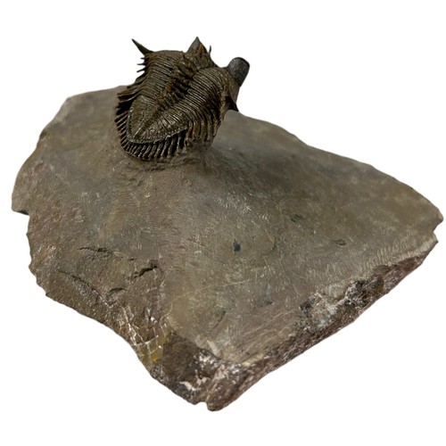 373 - A FOSSILISED TRILOBITE (ERBENOCHILE),

7.3cm x 7cm x 3.5cm