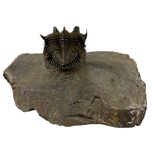 373 - A FOSSILISED TRILOBITE (ERBENOCHILE),

7.3cm x 7cm x 3.5cm