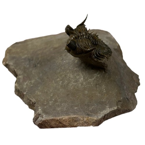 373 - A FOSSILISED TRILOBITE (ERBENOCHILE),

7.3cm x 7cm x 3.5cm