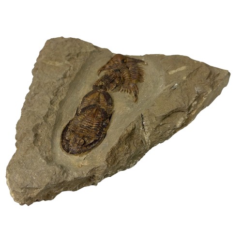 374 - A FOSSILISED TRILOBITE PLATE (EULOMA FOULONIA)

Devonian period. 

17cm x 16cm