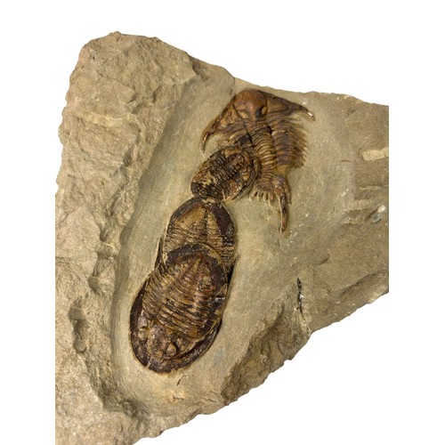 374 - A FOSSILISED TRILOBITE PLATE (EULOMA FOULONIA)

Devonian period. 

17cm x 16cm