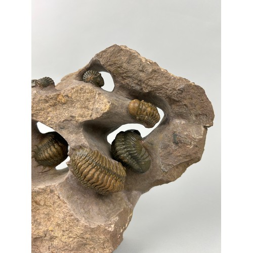 376 - A TRILOBITE COMPOSITE SCULPTURE 'CROTALOCEPHALUS AND REDROPS TRILOBITES' 

31cm x 21cm x 6cm