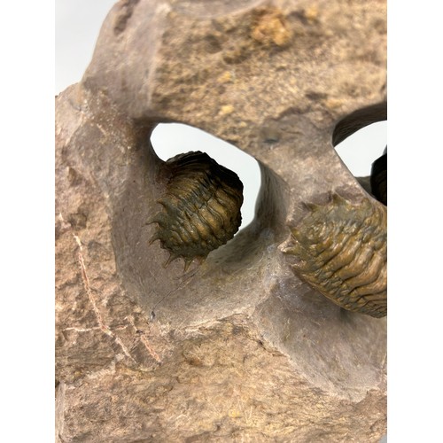 376 - A TRILOBITE COMPOSITE SCULPTURE 'CROTALOCEPHALUS AND REDROPS TRILOBITES' 

31cm x 21cm x 6cm