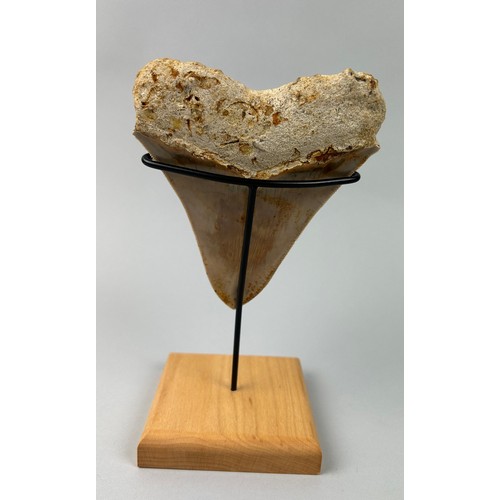 381 - A LARGE FOSSILISED MEGALODON TOOTH,
 
13cm x 10.5cm 

Mounted on a stand.