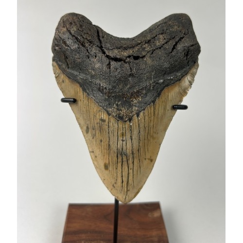 382 - A LARGE BLACK MEGALODON TOOTH, 

13cm x 9.5cm