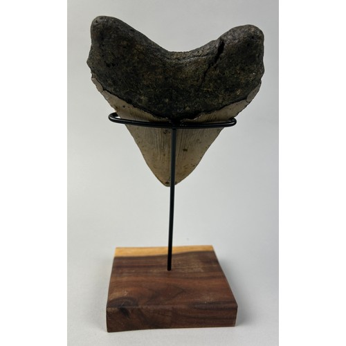 382 - A LARGE BLACK MEGALODON TOOTH, 

13cm x 9.5cm