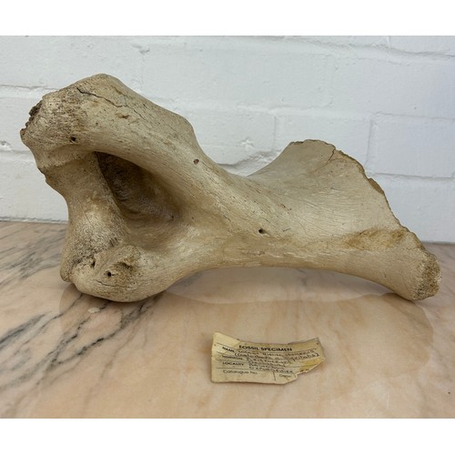 380 - A FOSSILISED WOOLY RHINO HUMEROUS, 

Pleistocene from Abingdon, Oxfordshire.

34cm x 17cm