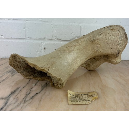 380 - A FOSSILISED WOOLY RHINO HUMEROUS, 

Pleistocene from Abingdon, Oxfordshire.

34cm x 17cm